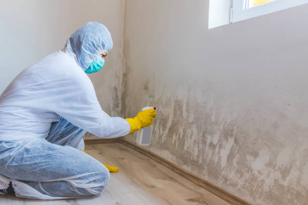 Licensed Mold Remediation service in Manassas, VA - WQB Mold Removal